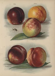 Milton, Goldoni, Victoria, Stanwick Elruge, Newton